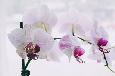 white-and-purple蛾兰花
